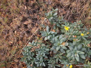 rra delle Concazze-01-01-2009 03-17-16